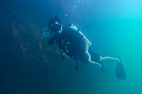 Scuba Diving in Cabo San Lucas